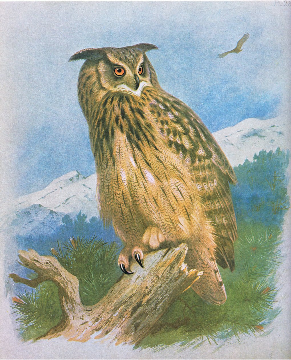 Coruja de águia, pub. por Book Club Associates, 1972 de Archibald Thorburn