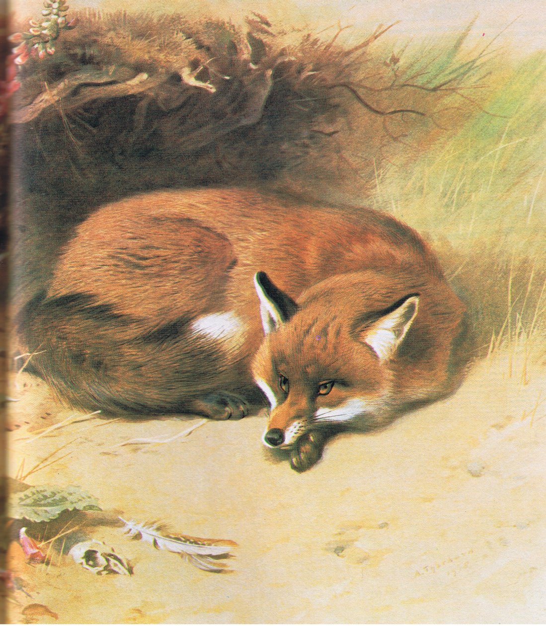 Fox, pub. por Book Club Associates, 1972 de Archibald Thorburn