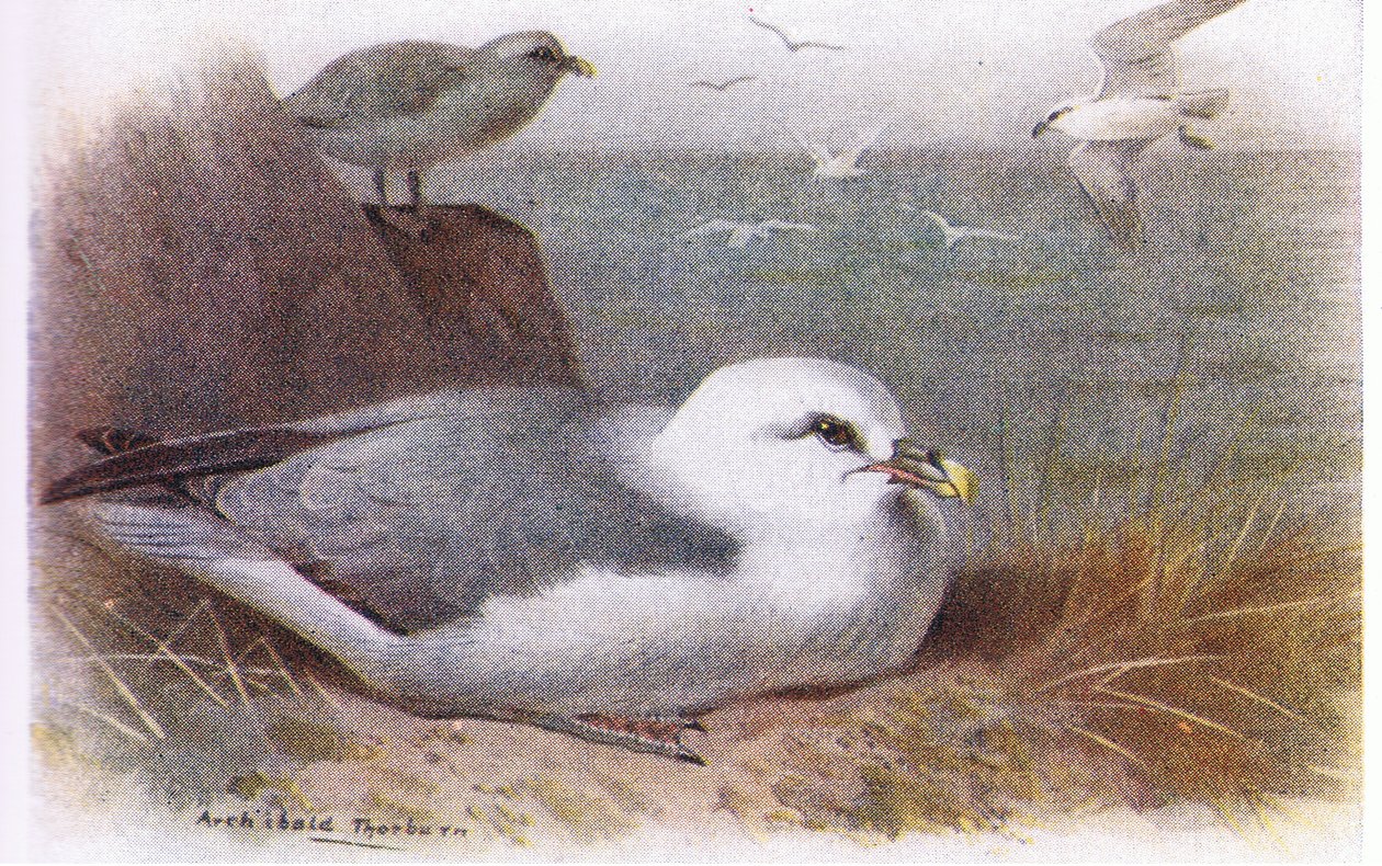Fulmar de Archibald Thorburn