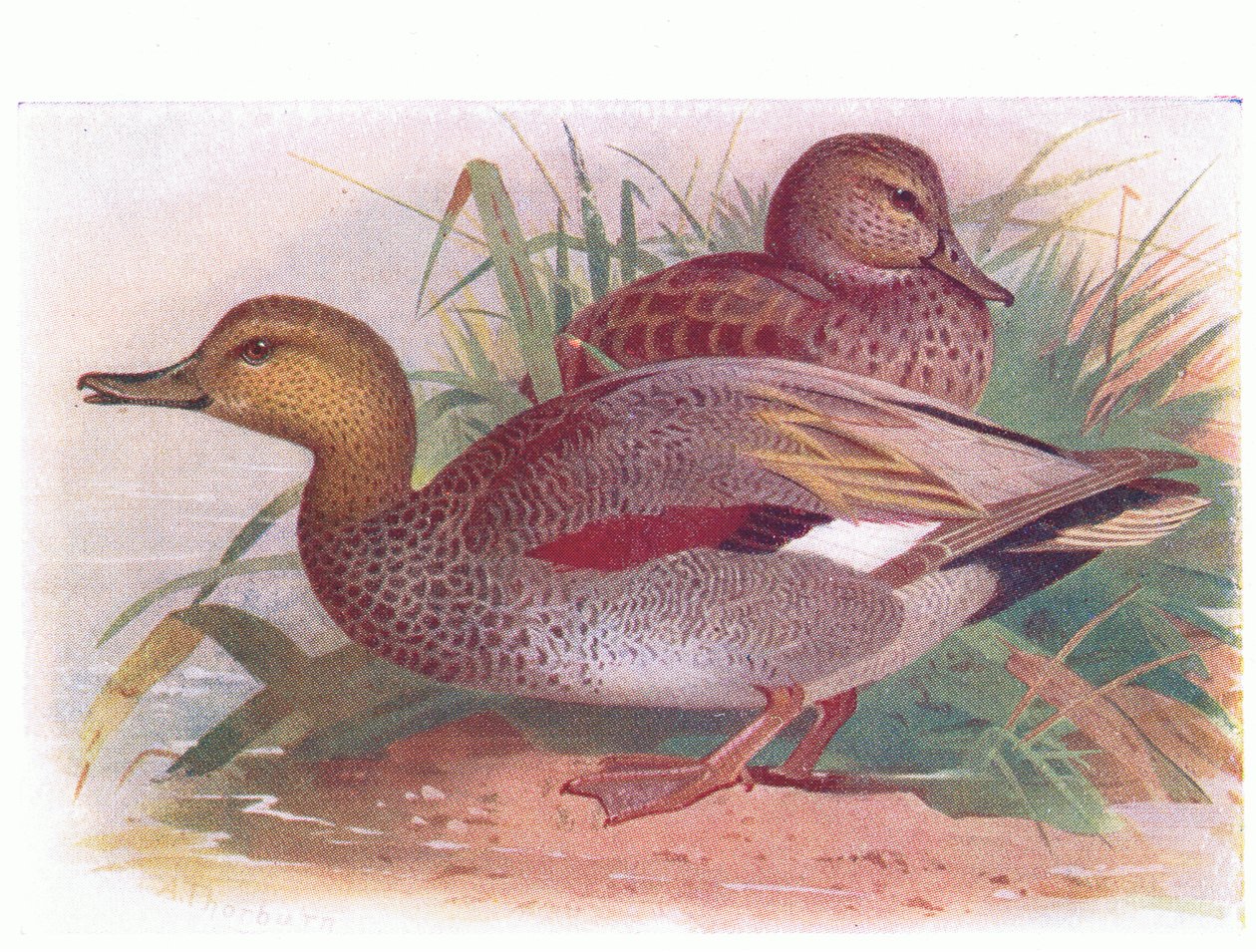 Gadwall de Archibald Thorburn