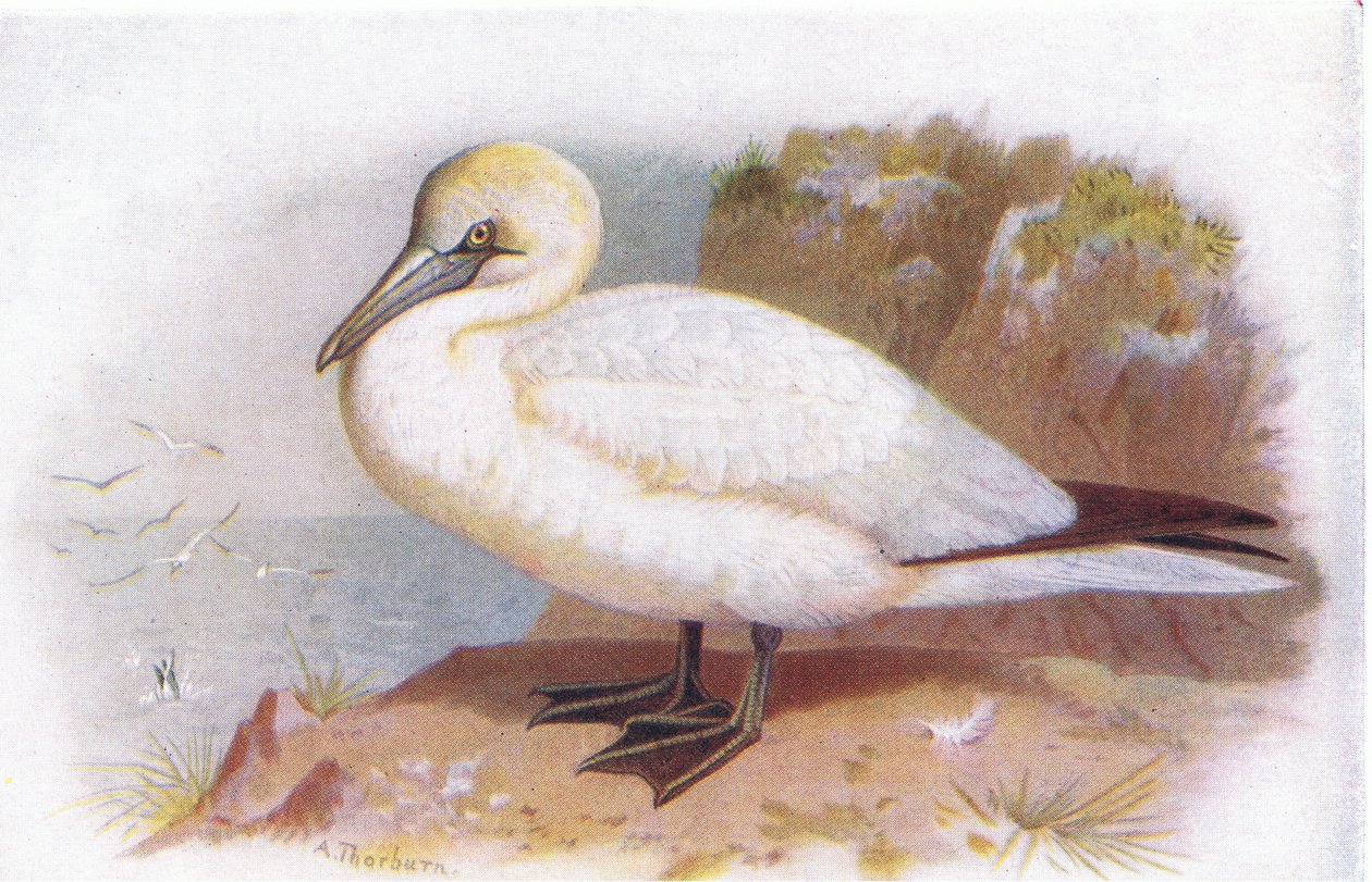 Gannet de Archibald Thorburn