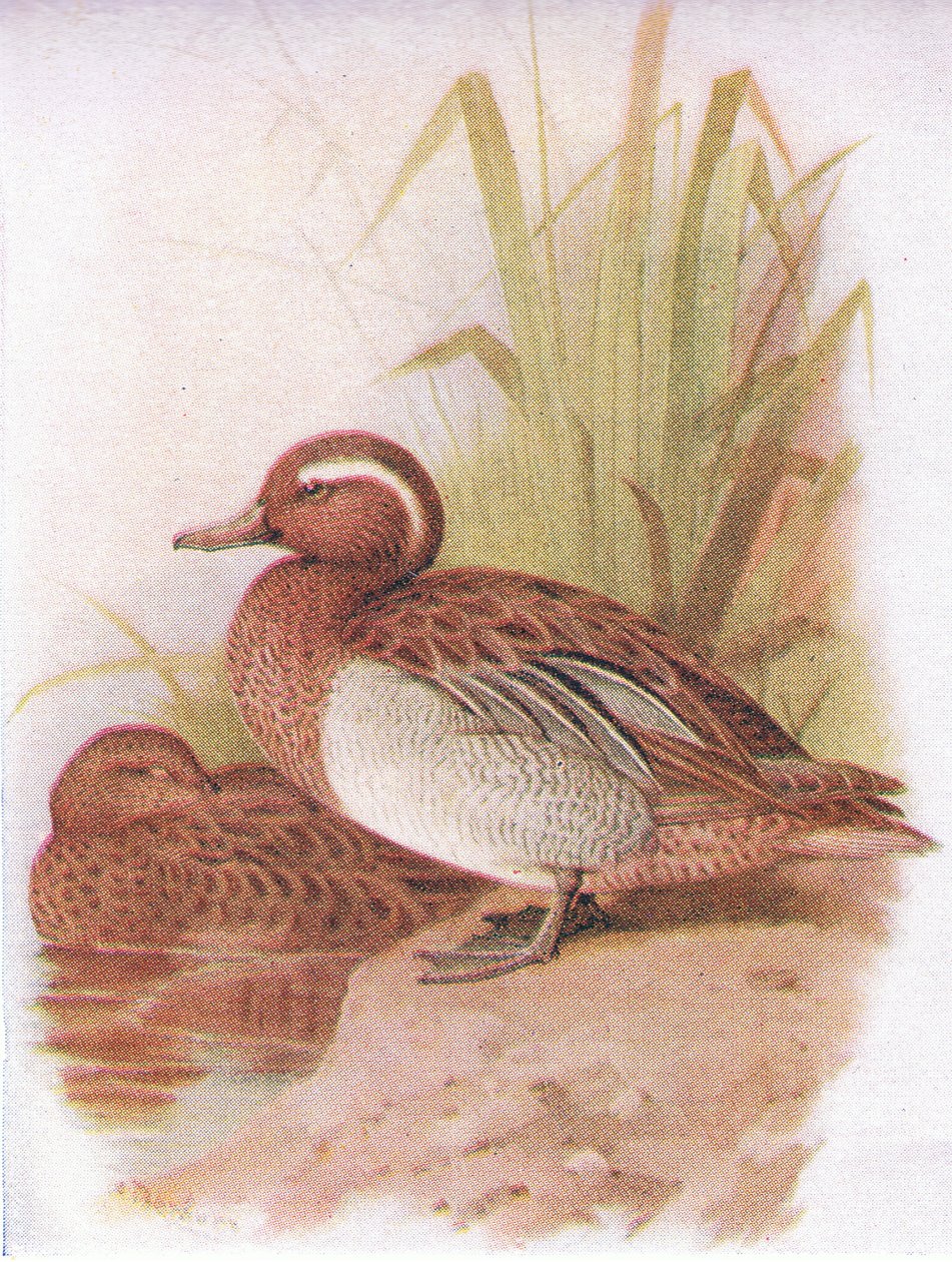 Garganey de Archibald Thorburn