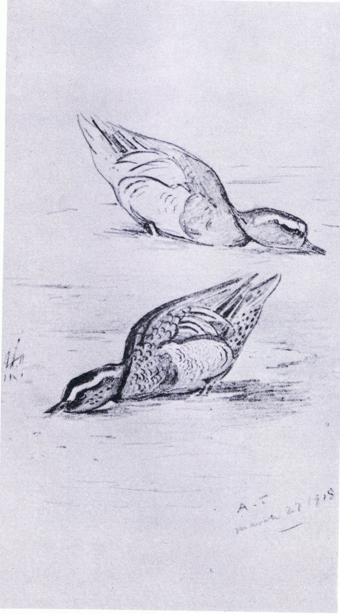 Garganey alimentando, pub. por Book Club Associates, 1972 de Archibald Thorburn