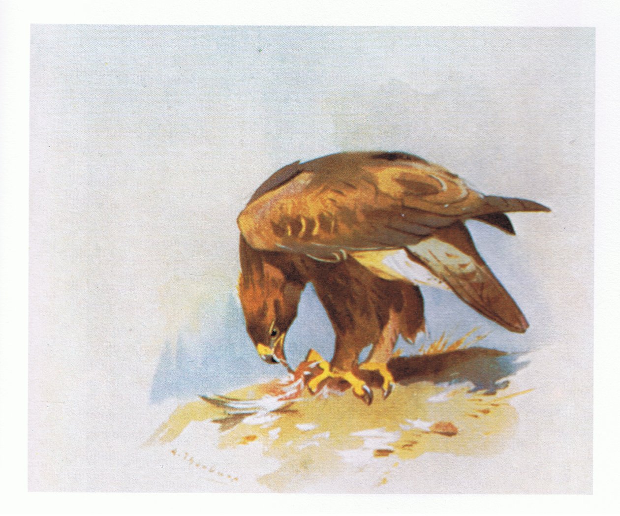 Golden Eagle estuda, pub. por Book Club Associates, 1972 de Archibald Thorburn