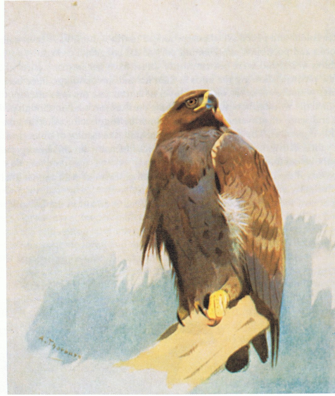 Golden Eagle estuda, pub. por Book Club Associates, 1972 de Archibald Thorburn