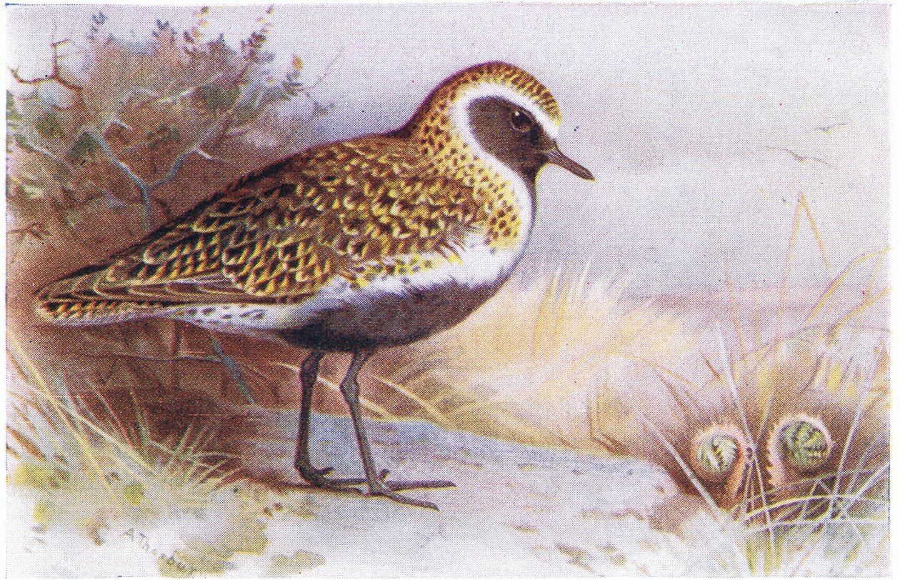 Tarambola-Dourada, de Pássaros das Ilhas Britânicas e seus Ovos, publicada por Frederick Warne & Co Ltd, 1958 de Archibald Thorburn