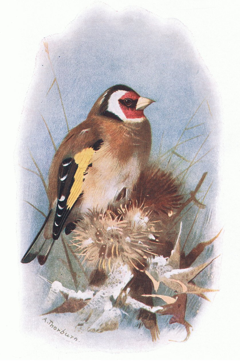 Pintassilgo, da British Birds publicado por Longmans, 1932 de Archibald Thorburn