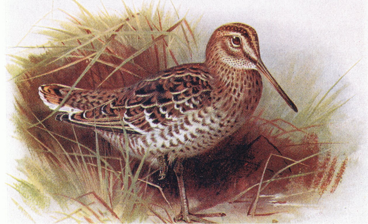 Great Snipe, de Birds of the British Isles e seus ovos publicado por Frederick Warne & Co Ltd, 1958 de Archibald Thorburn