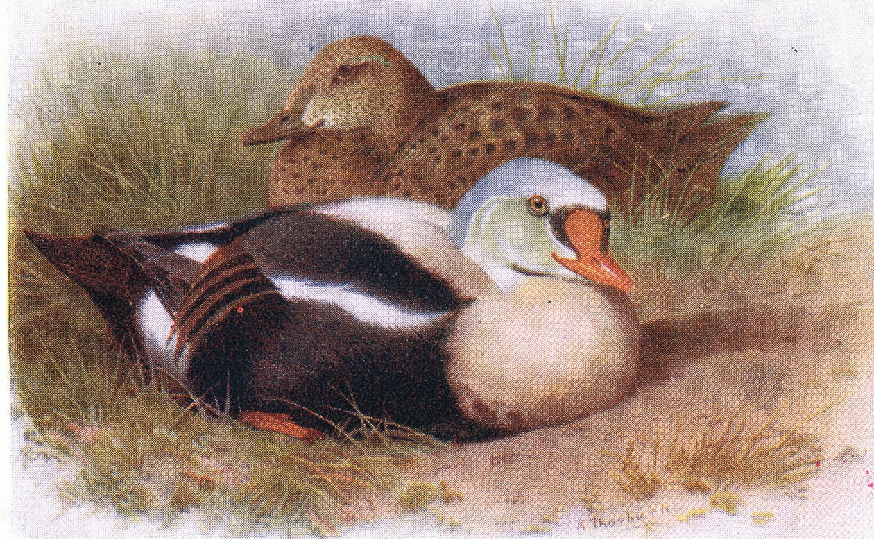 Rei Eider de Archibald Thorburn