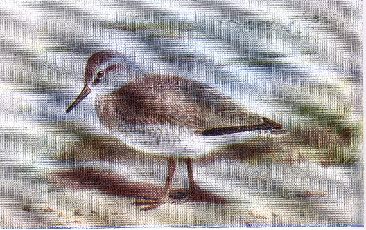 Nó, de pássaros das Ilhas Britânicas e seus ovos publicado por Frederick Warne & Co Ltd, 1958 de Archibald Thorburn