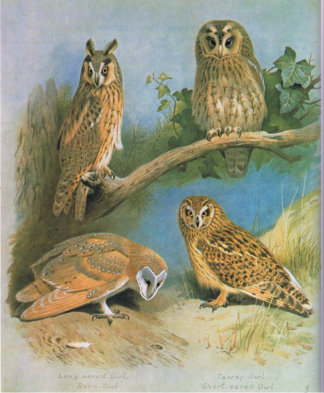 Coruja orelhuda longa, coruja de celeiro, coruja Tawny, coruja orelhuda curta, bar. por Book Club Associates, 1972 de Archibald Thorburn
