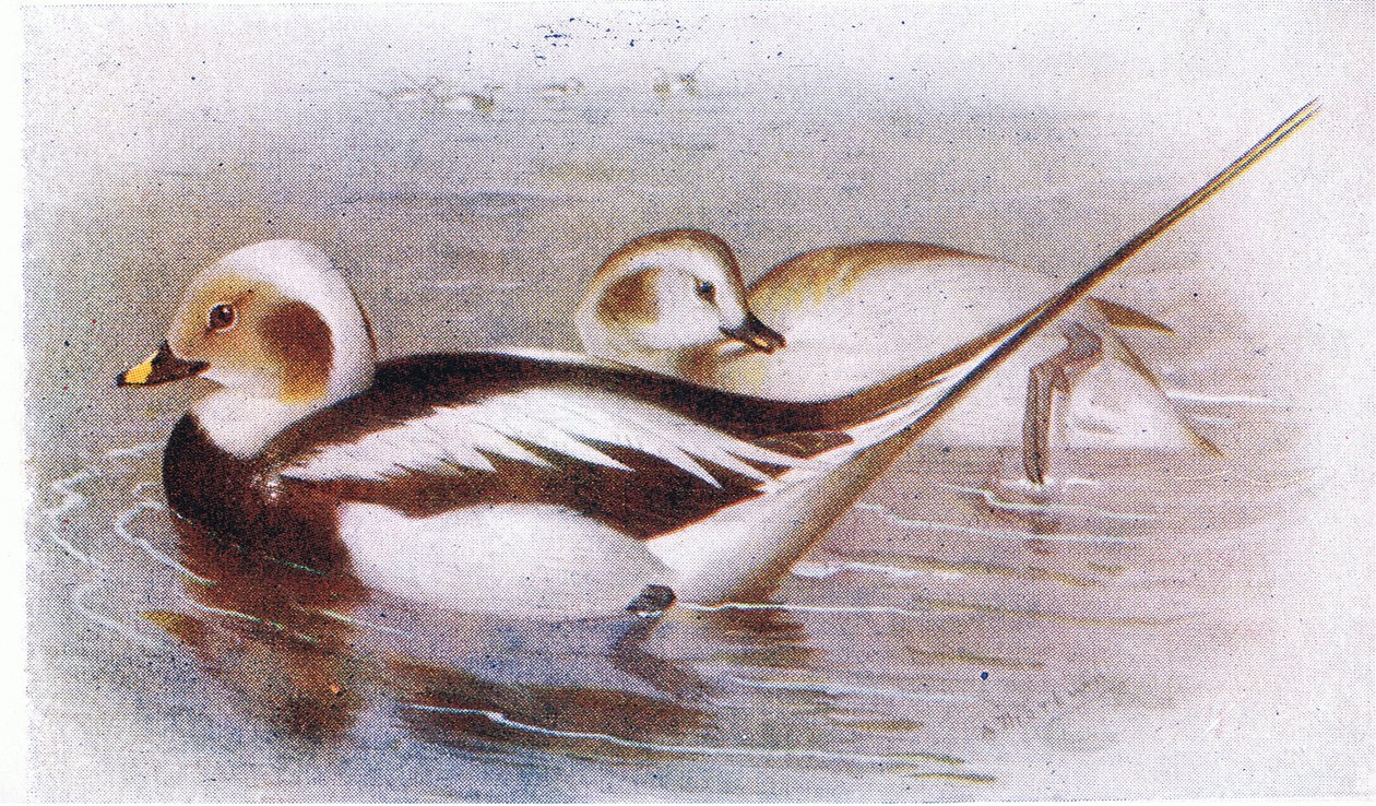 Pato De Cauda Longa de Archibald Thorburn