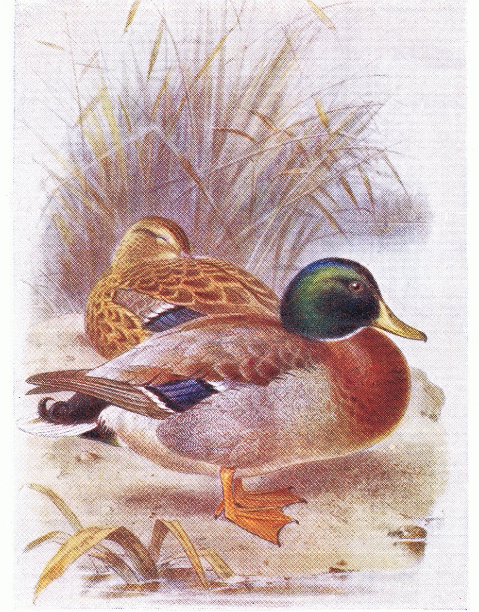 Pato-real de Archibald Thorburn