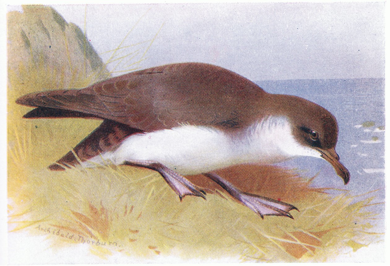 Cagarra Manx de Archibald Thorburn