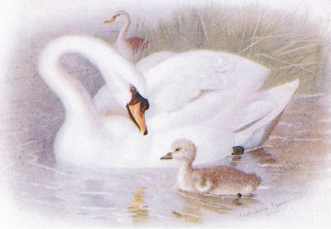 Cisne Mudo de Archibald Thorburn