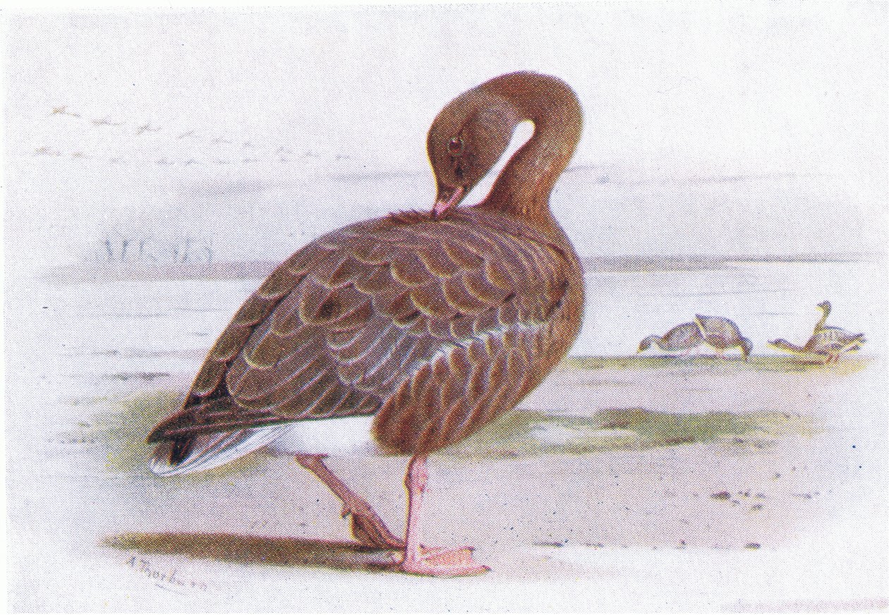 Ganso-de-rosa de Archibald Thorburn