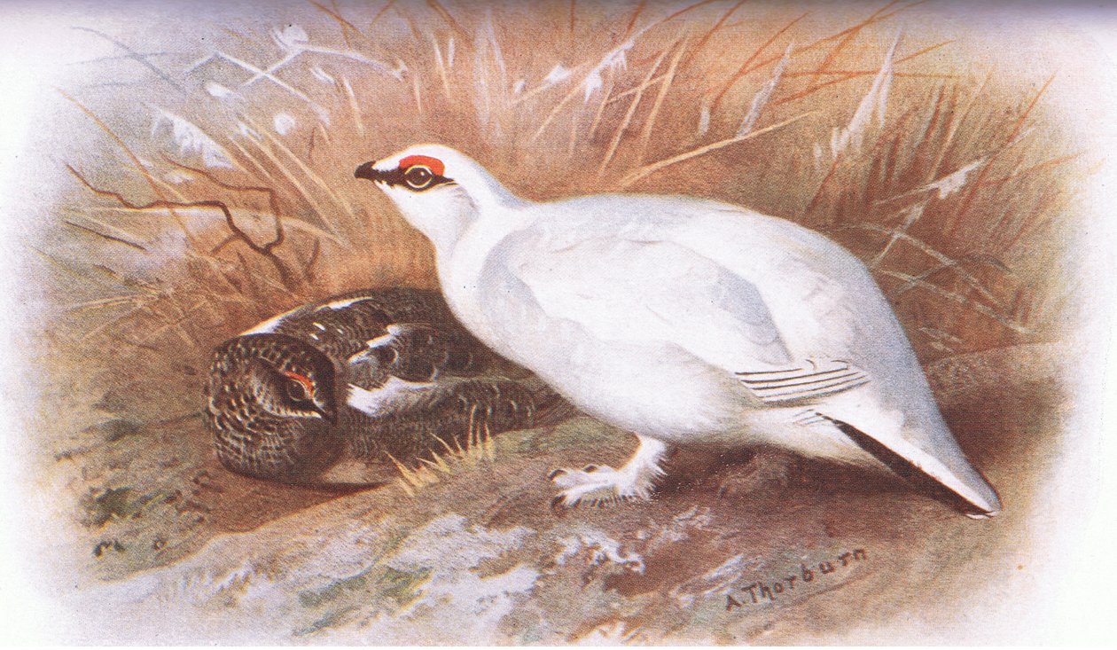 Ptarmigan, da British Birds publicado por Longmans, 1932 de Archibald Thorburn