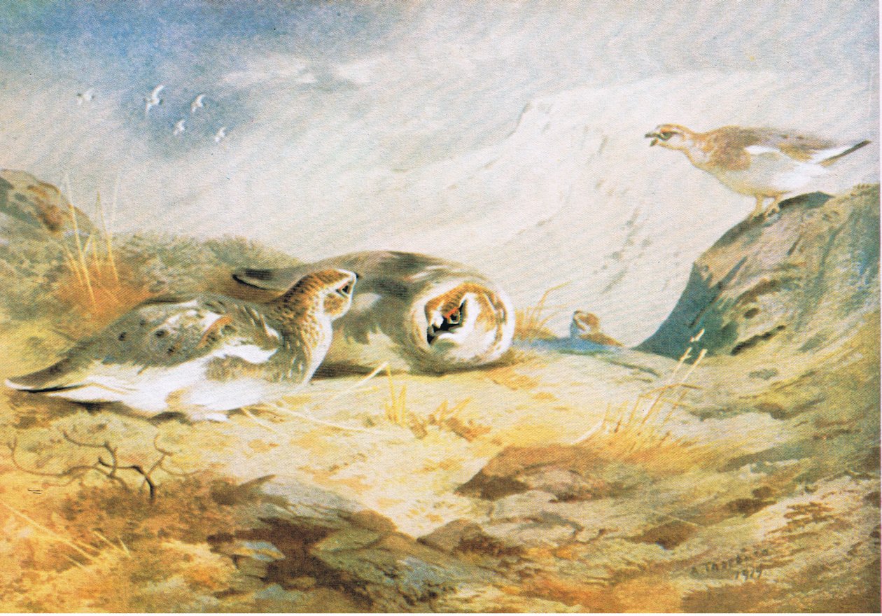Ptarmigan, pub. por Book Club Associates, 1972 de Archibald Thorburn