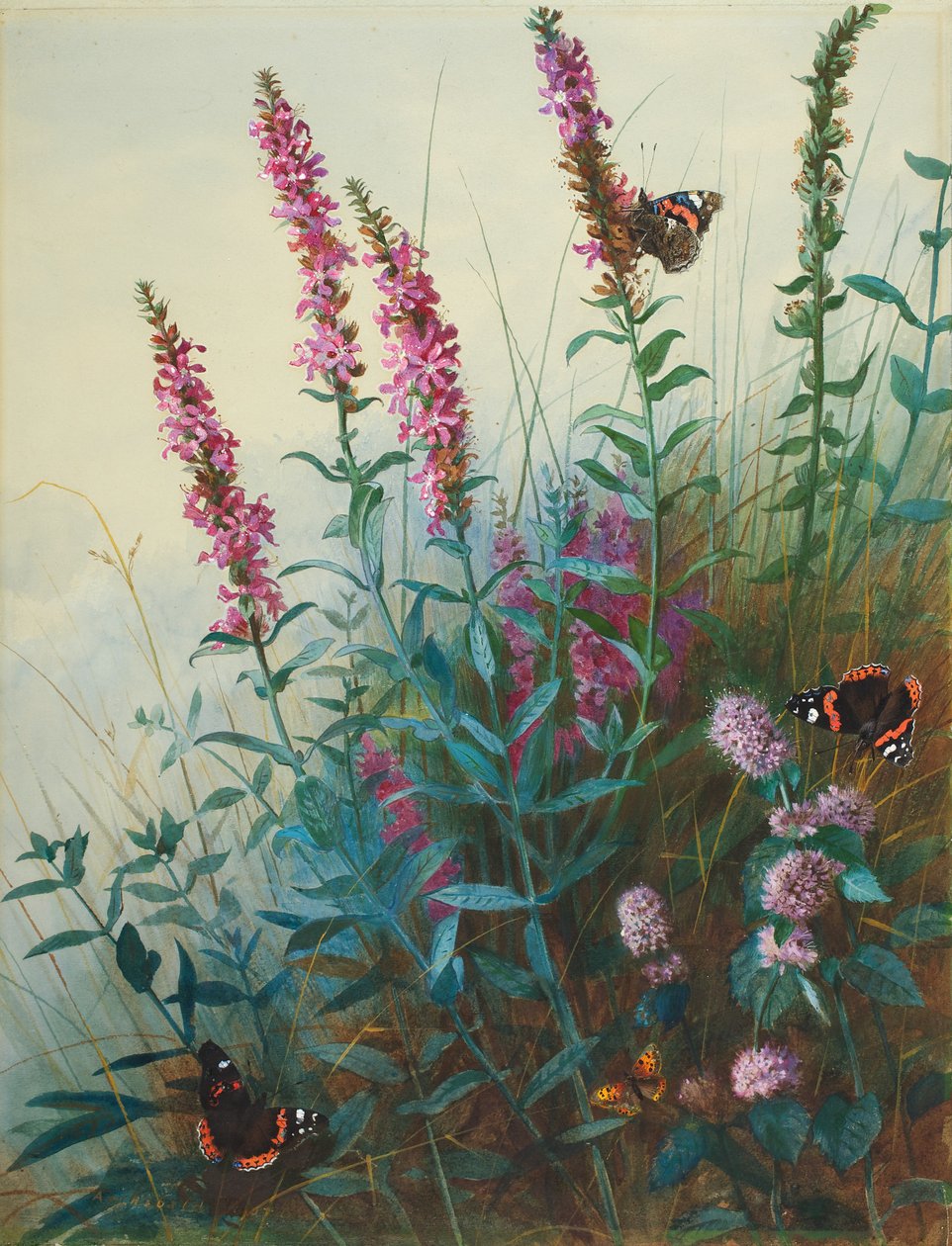Loosestrife roxo e menta, c.1910-20 de Archibald Thorburn