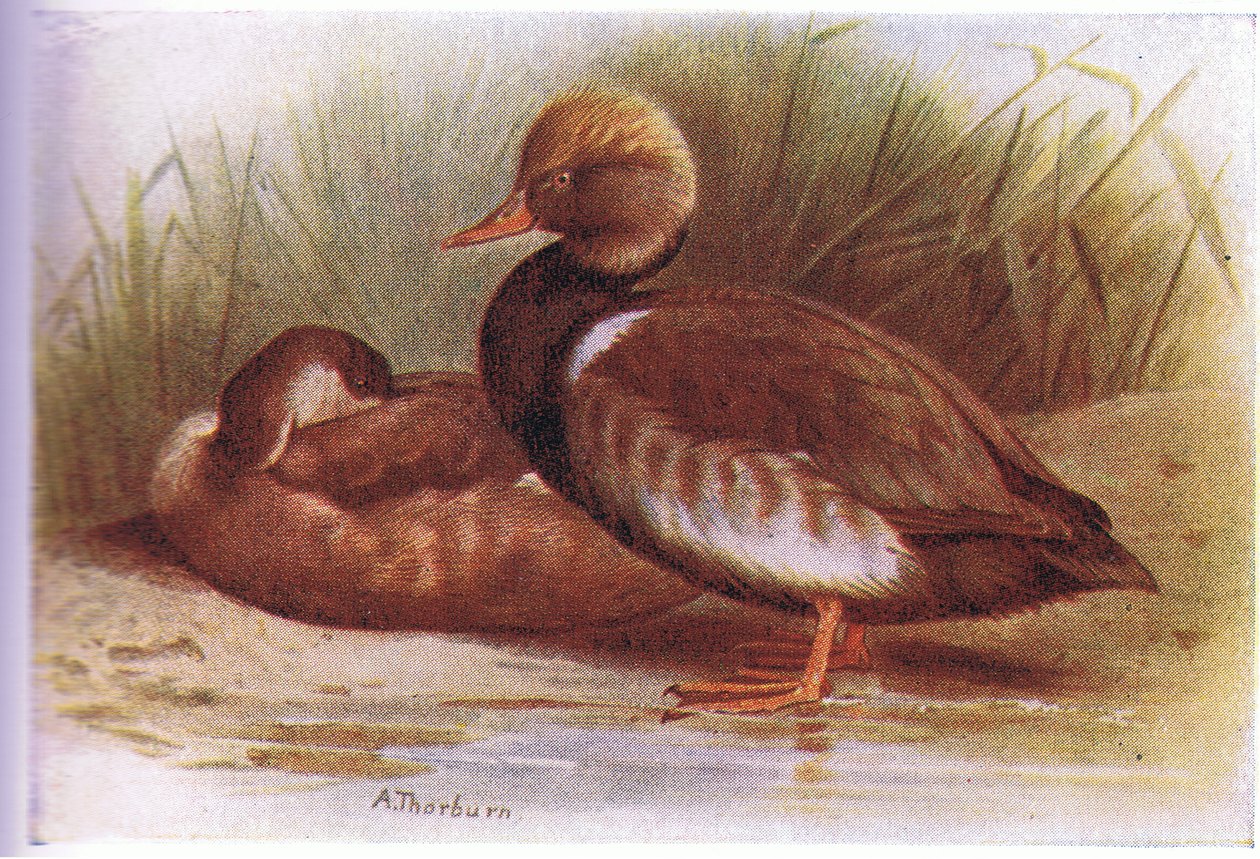 Zarro-de-crista-vermelho de Archibald Thorburn