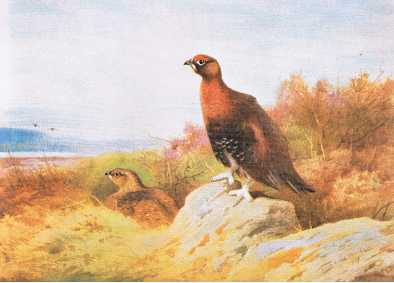 Red Grouse, pub. por Book Club Associates, 1972 de Archibald Thorburn