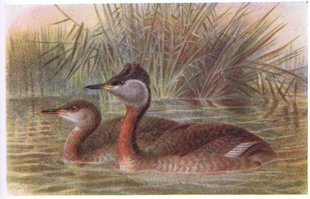 Grebe pescoço vermelho de Archibald Thorburn