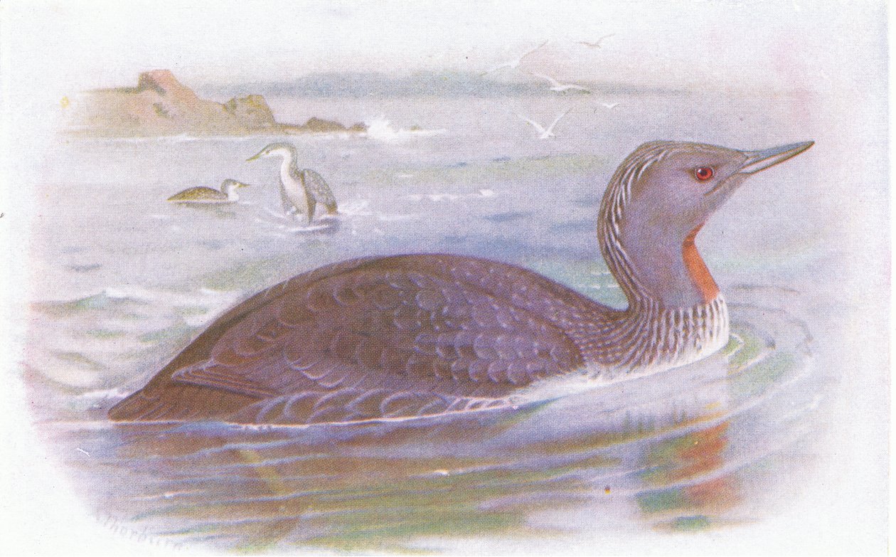 Mergulhador de garganta vermelha de Archibald Thorburn