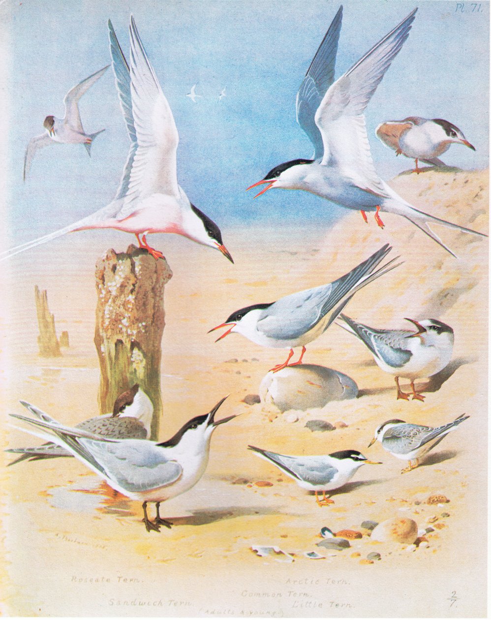 Andorinha-do-mar-rósea, andorinha-do-mar, andorinha-do-mar ártica, andorinha-do-mar comum, andorinha-do-mar, pub. por Book Club Associates, 1972 de Archibald Thorburn