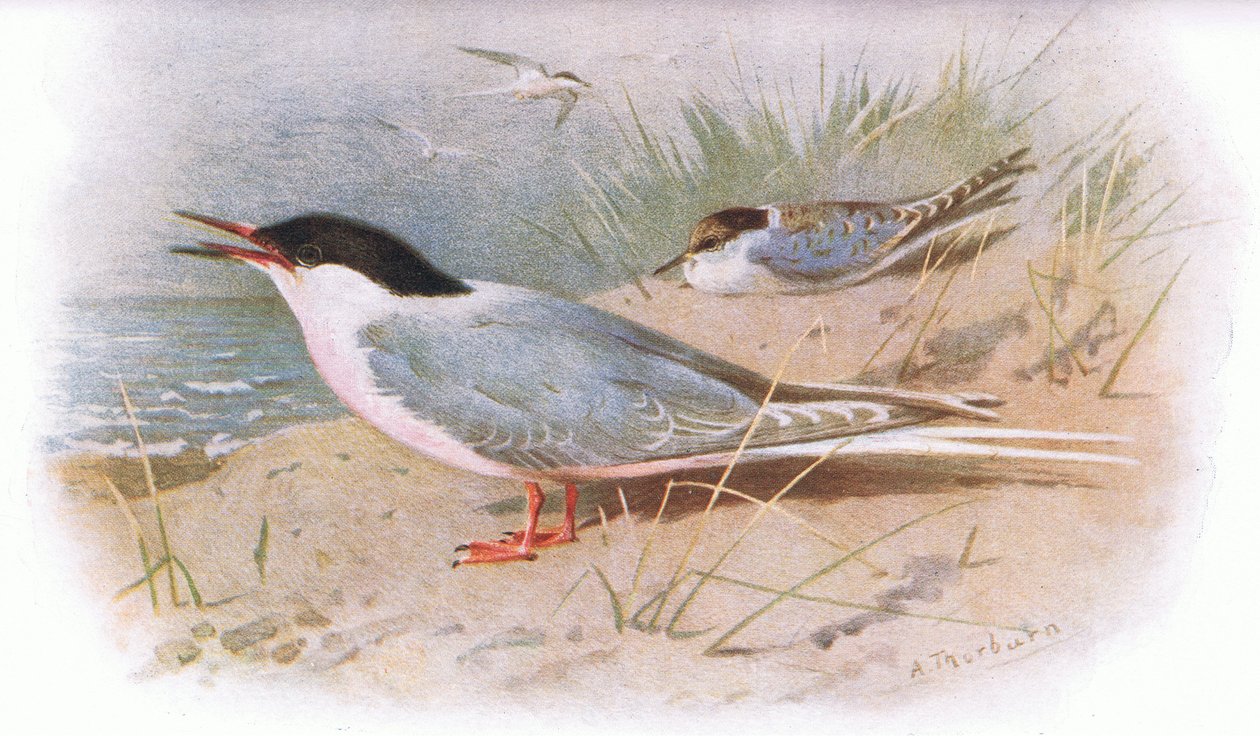 Rosado Tern, da British Birds publicado por Longmans, 1932 de Archibald Thorburn