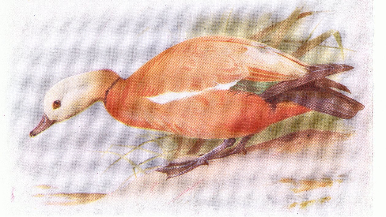 Pato Ruddy Sheld de Archibald Thorburn