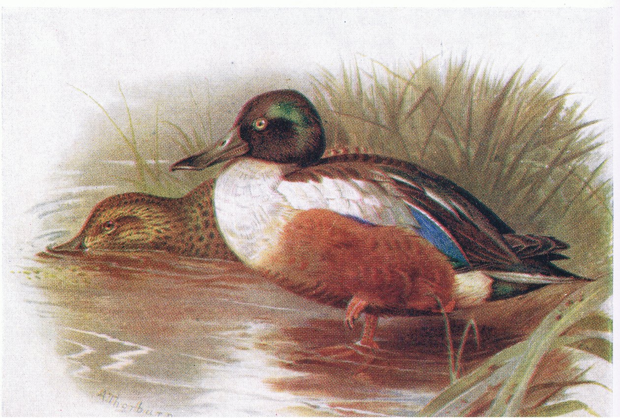 Shoveller de Archibald Thorburn