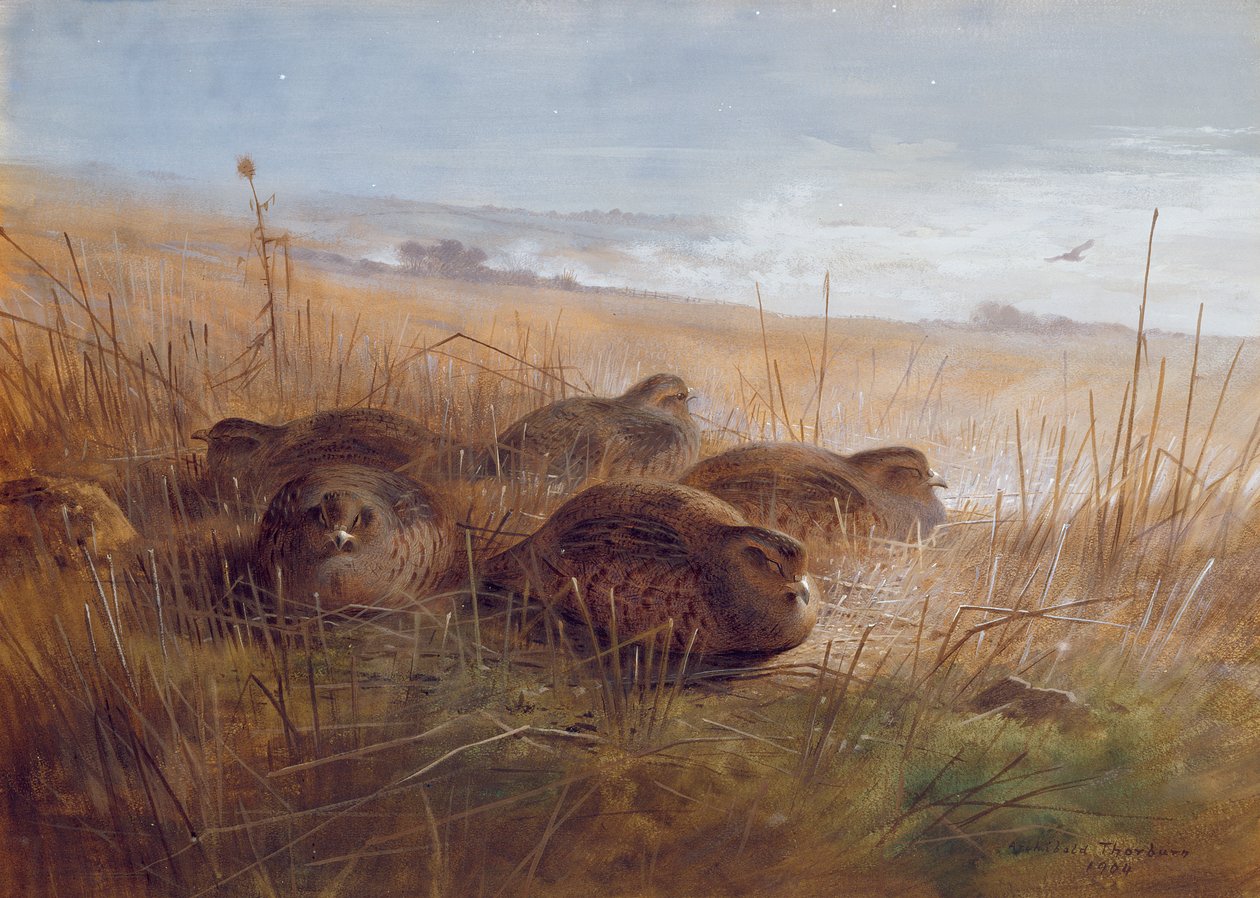 Narceja, 1923 de Archibald Thorburn