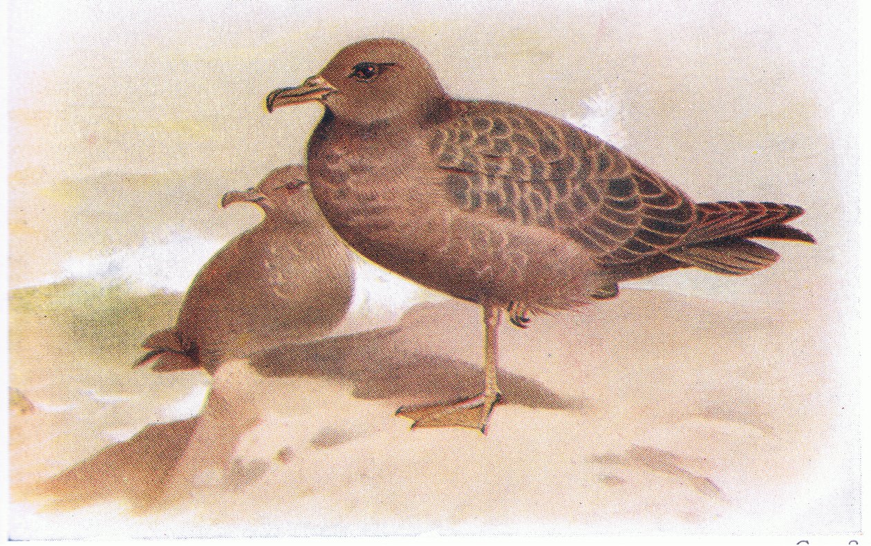 Shearwater Sooty de Archibald Thorburn