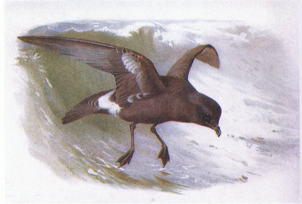 Petrel da Tempestade de Archibald Thorburn