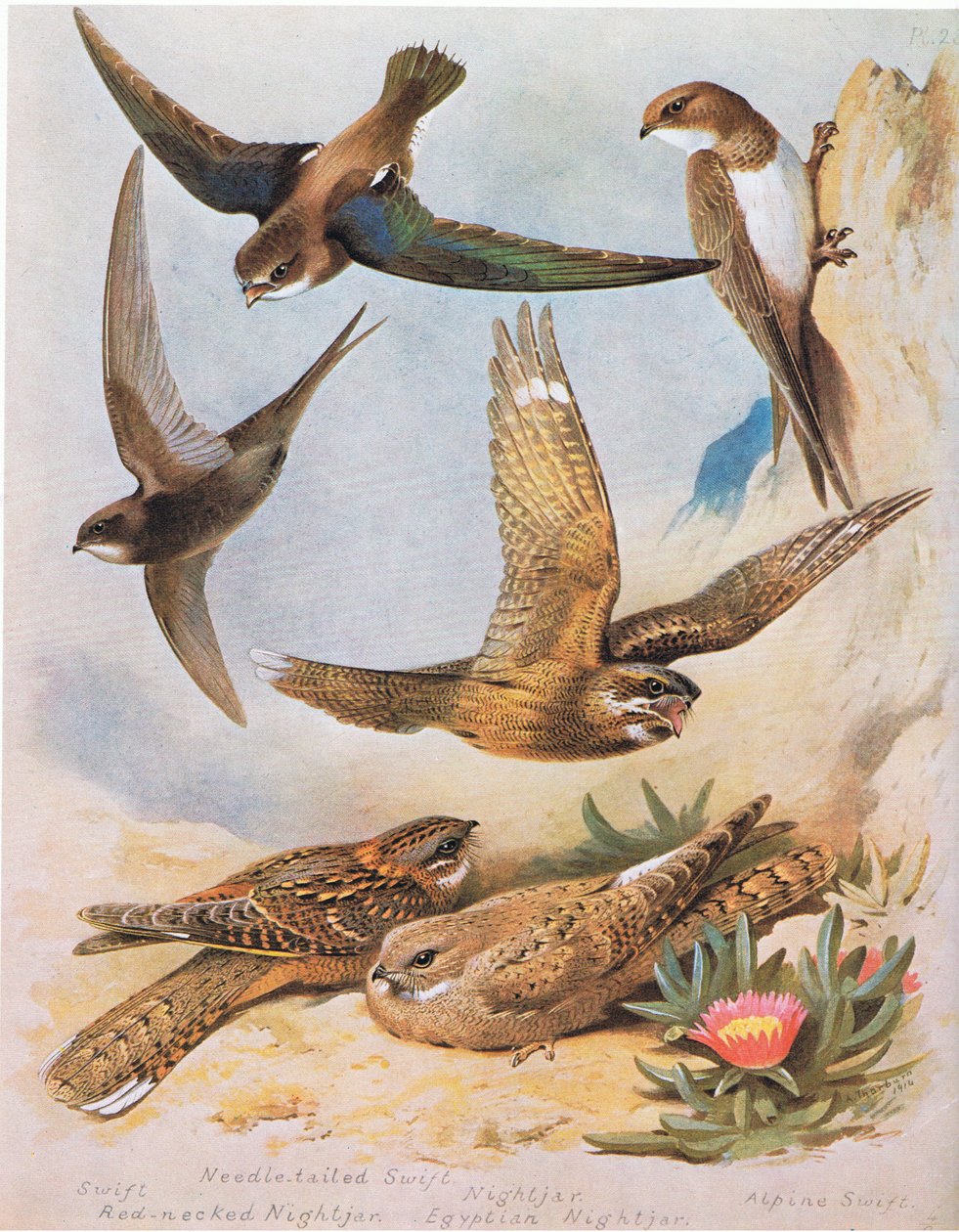 Swift, cauda de agulha Swift, Red Pescoço Nightjar, Nightjar, Egyptian Nightjar, Alpine Swift, pub. por Book Club Associates, 1972 de Archibald Thorburn
