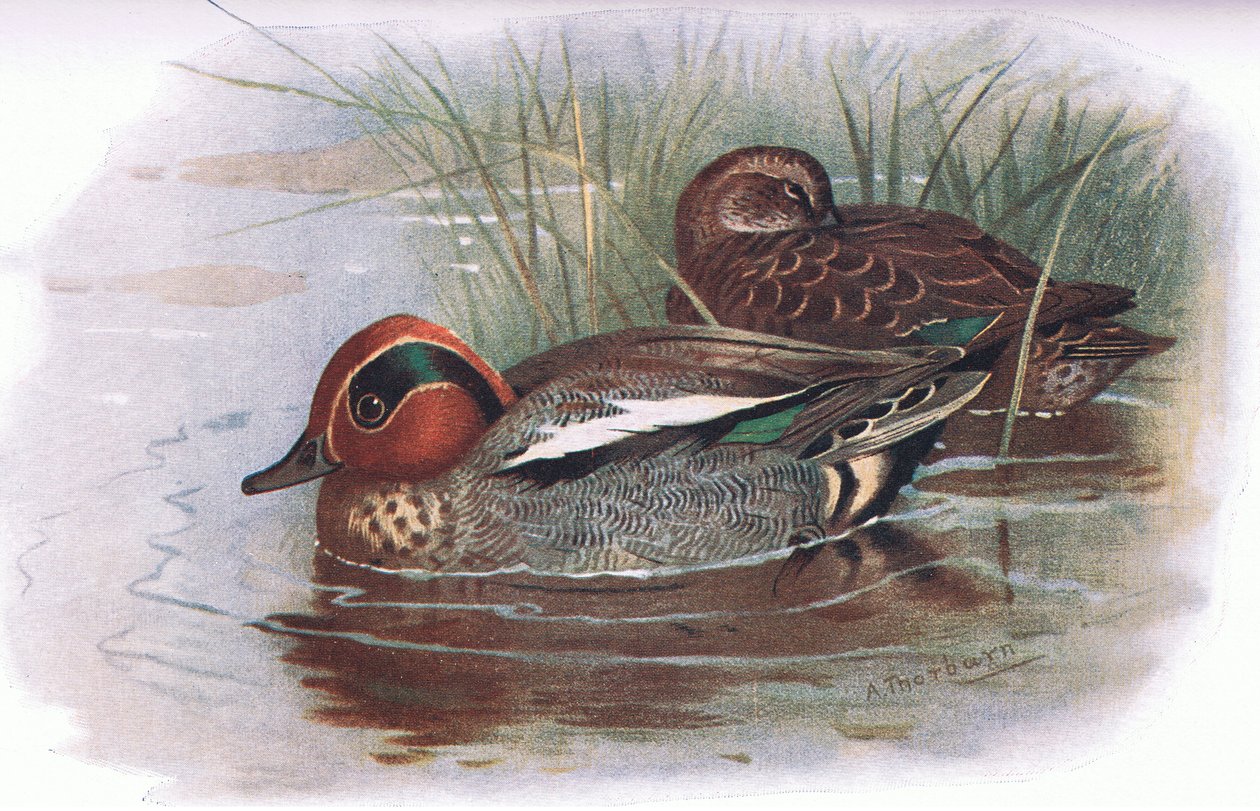 Teal, de British Birds publicado por Longmans, 1932 de Archibald Thorburn