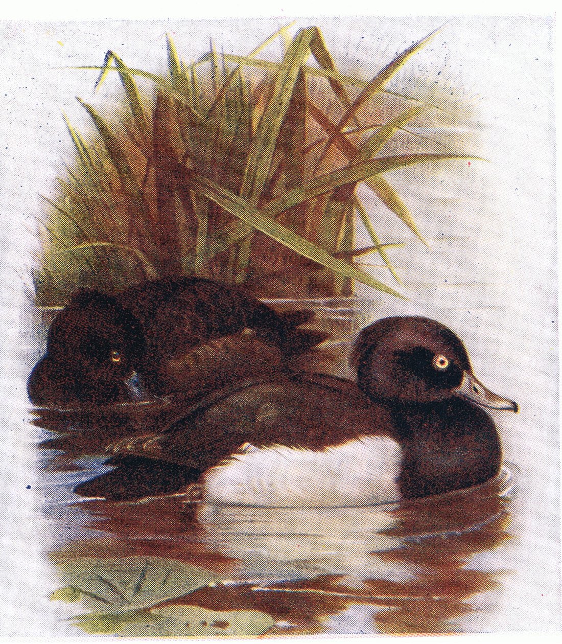 Pato adornado de Archibald Thorburn