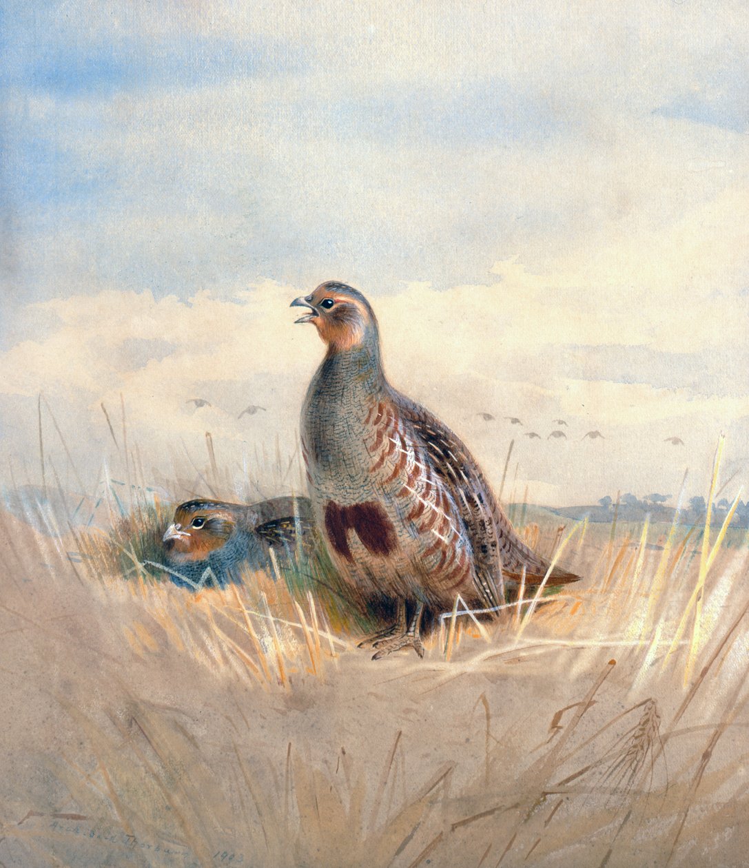 Duas Perdizes Inglesas, 1903 (wc e guache sobre papel) de Archibald Thorburn