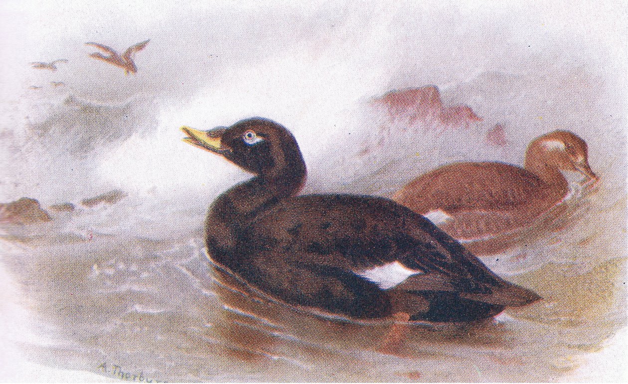 Velvet Scoter de Archibald Thorburn