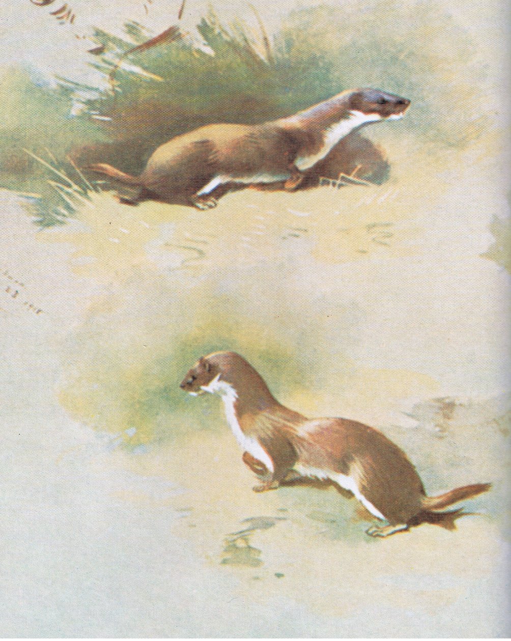 Doninha, pub. por Book Club Associates, 1972 de Archibald Thorburn