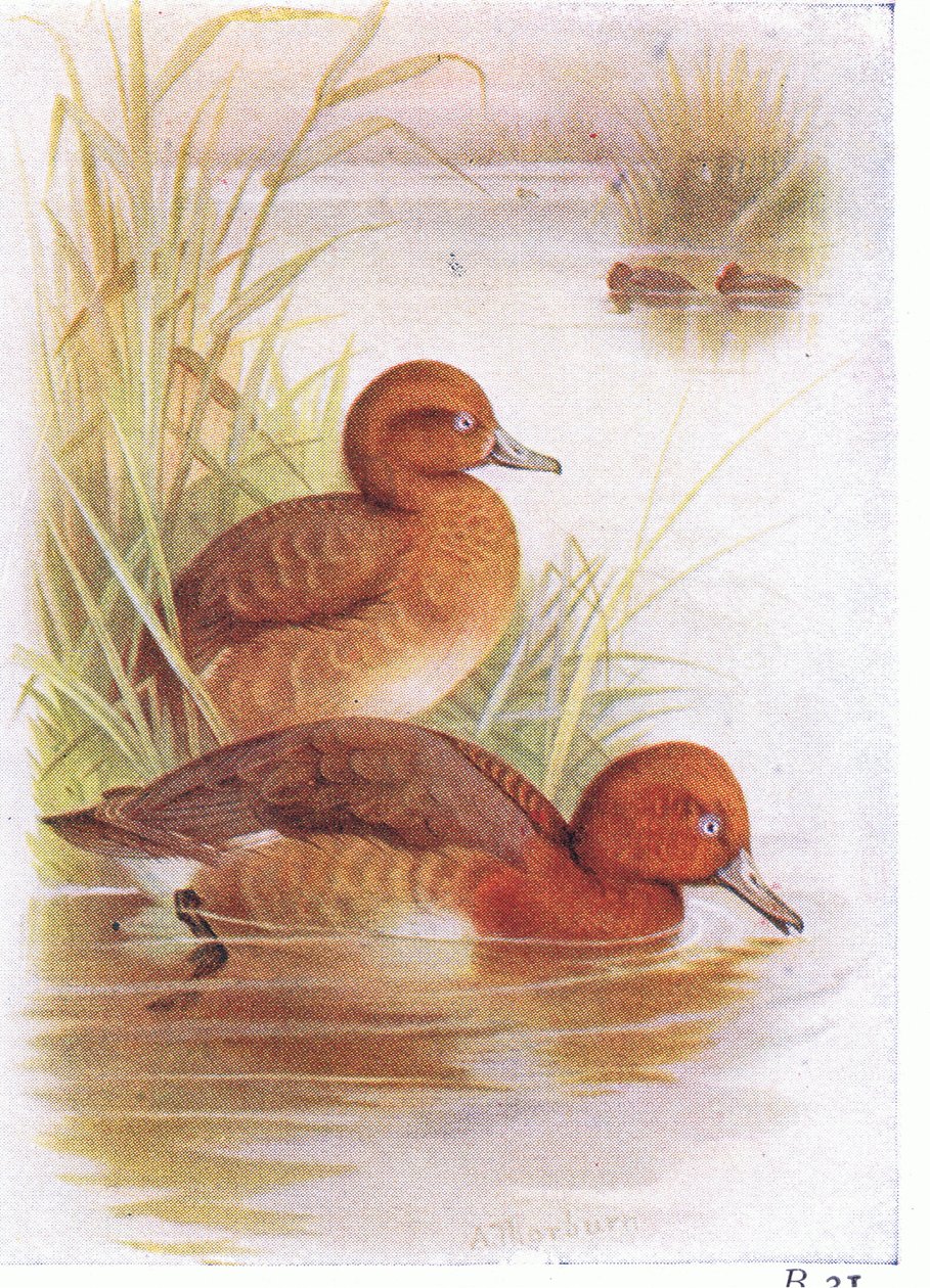 Zarro de olhos brancos de Archibald Thorburn