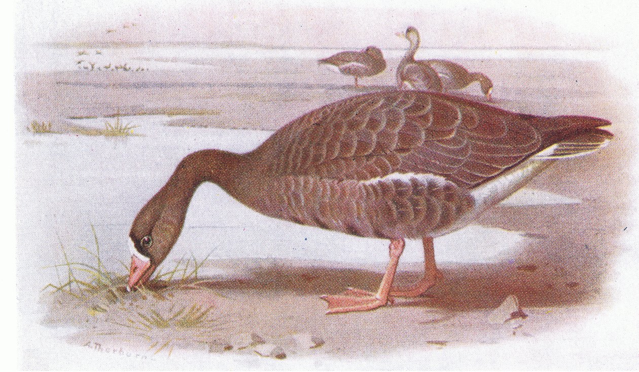 Ganso Branco de Archibald Thorburn