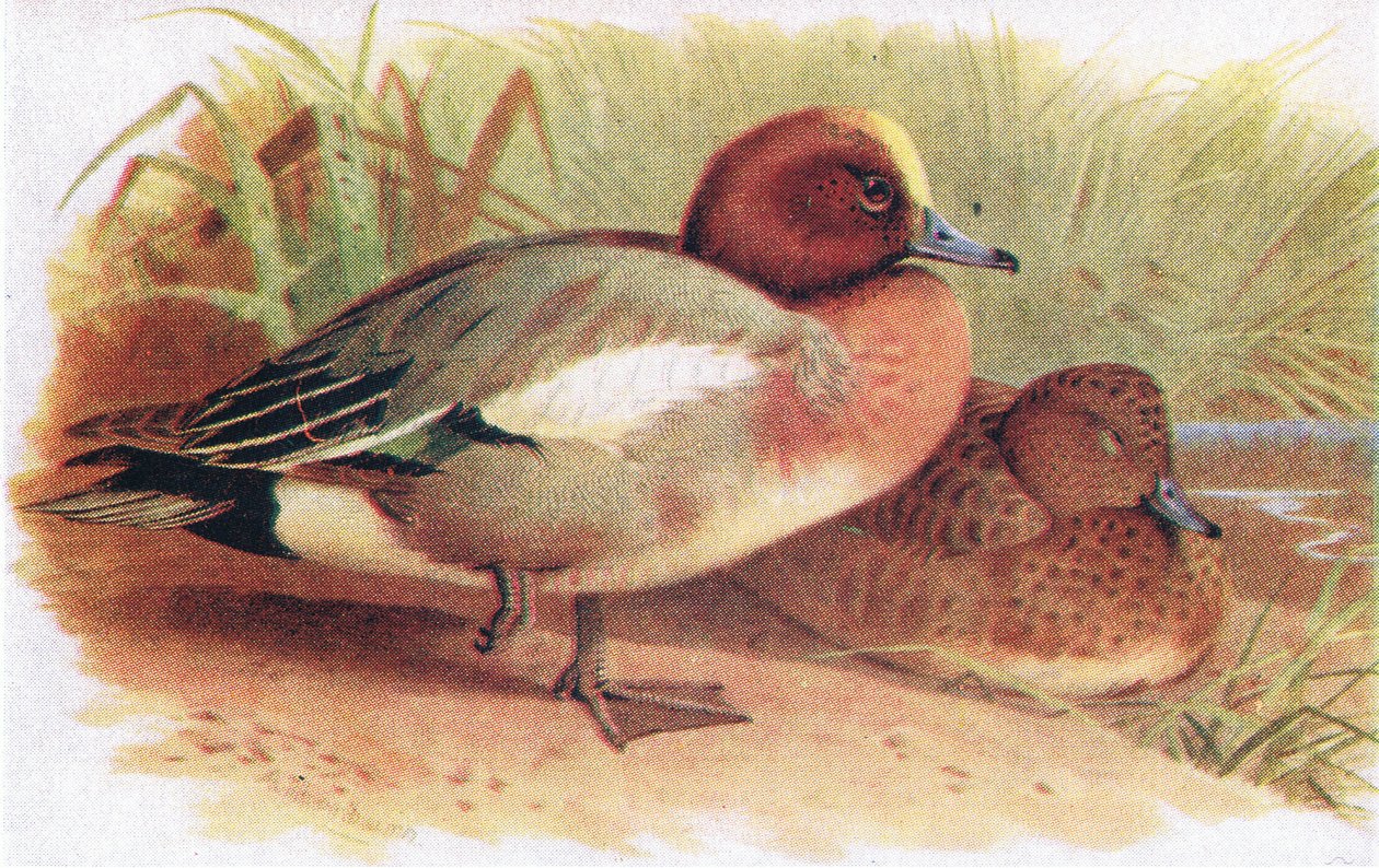 Piadeira de Archibald Thorburn
