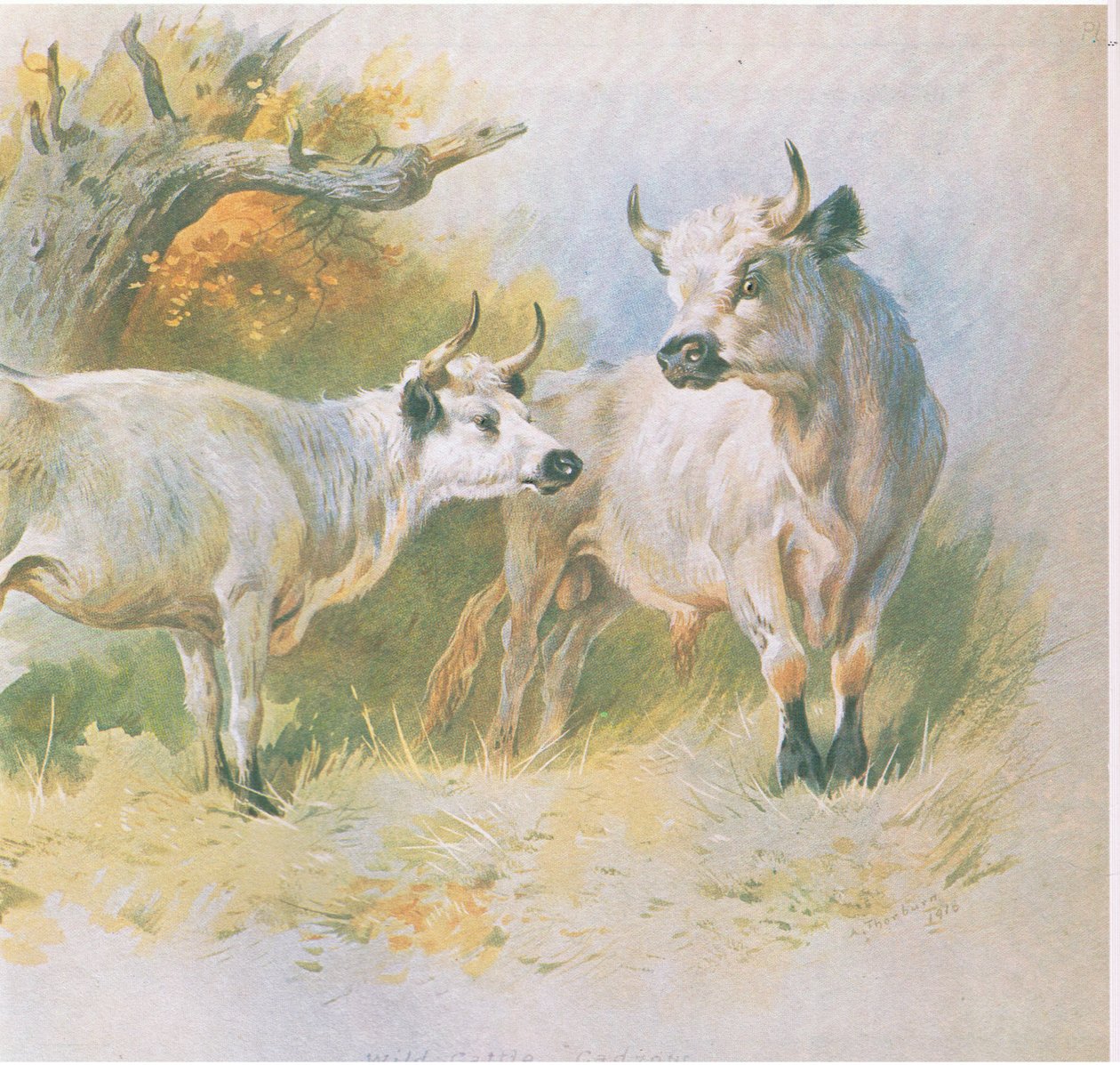 Gado selvagem, pub. por Book Club Associates, 1972 de Archibald Thorburn