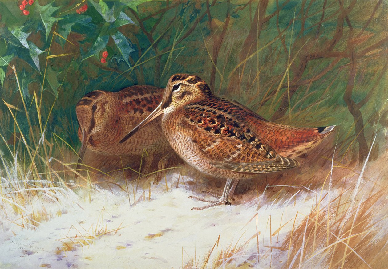 Galinhola no Undergrowth de Archibald Thorburn