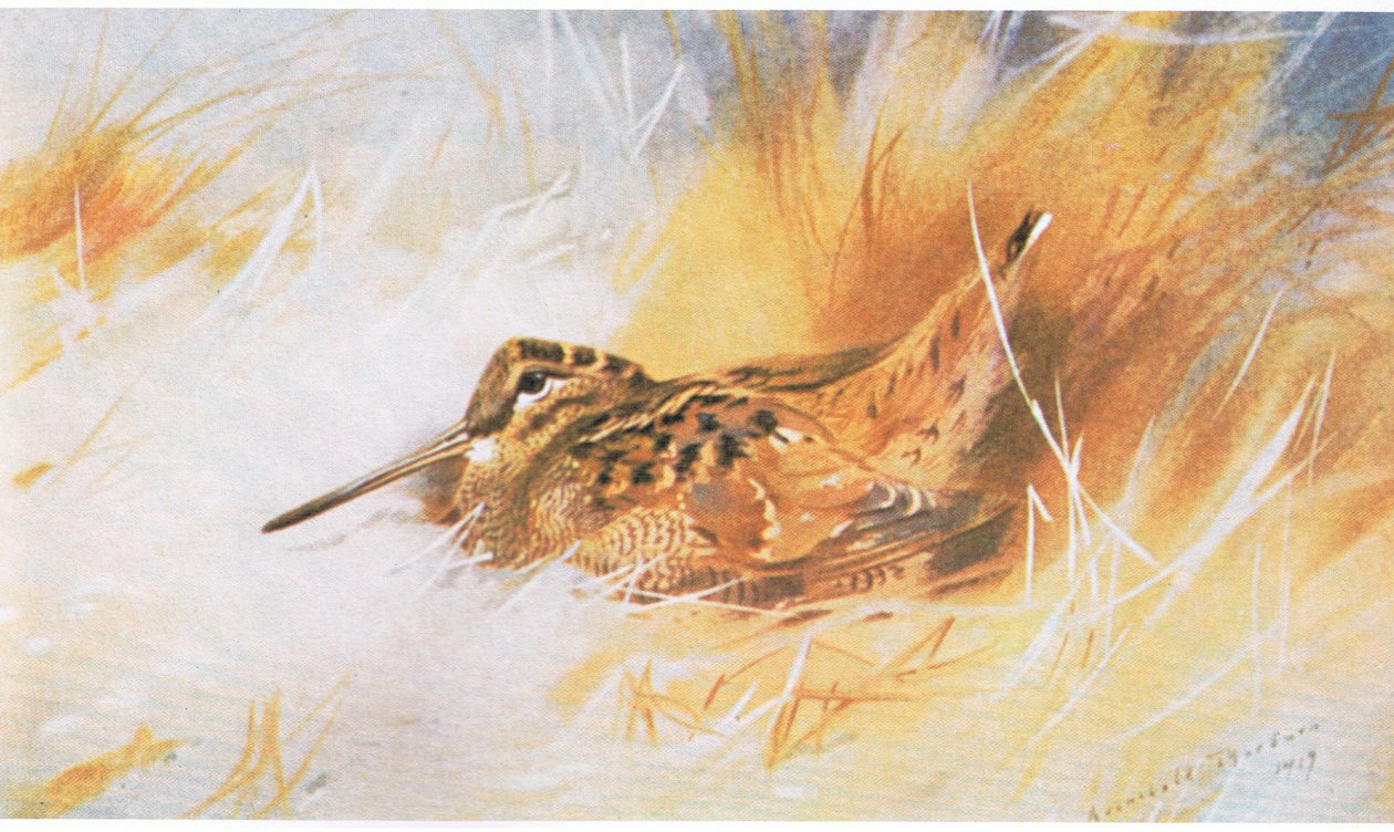 Galinhola, pub. por Book Club Associates, 1972 de Archibald Thorburn