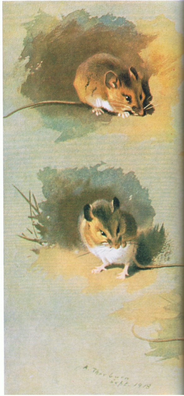 Woodmouse, pub. por Book Club Associates, 1972 de Archibald Thorburn