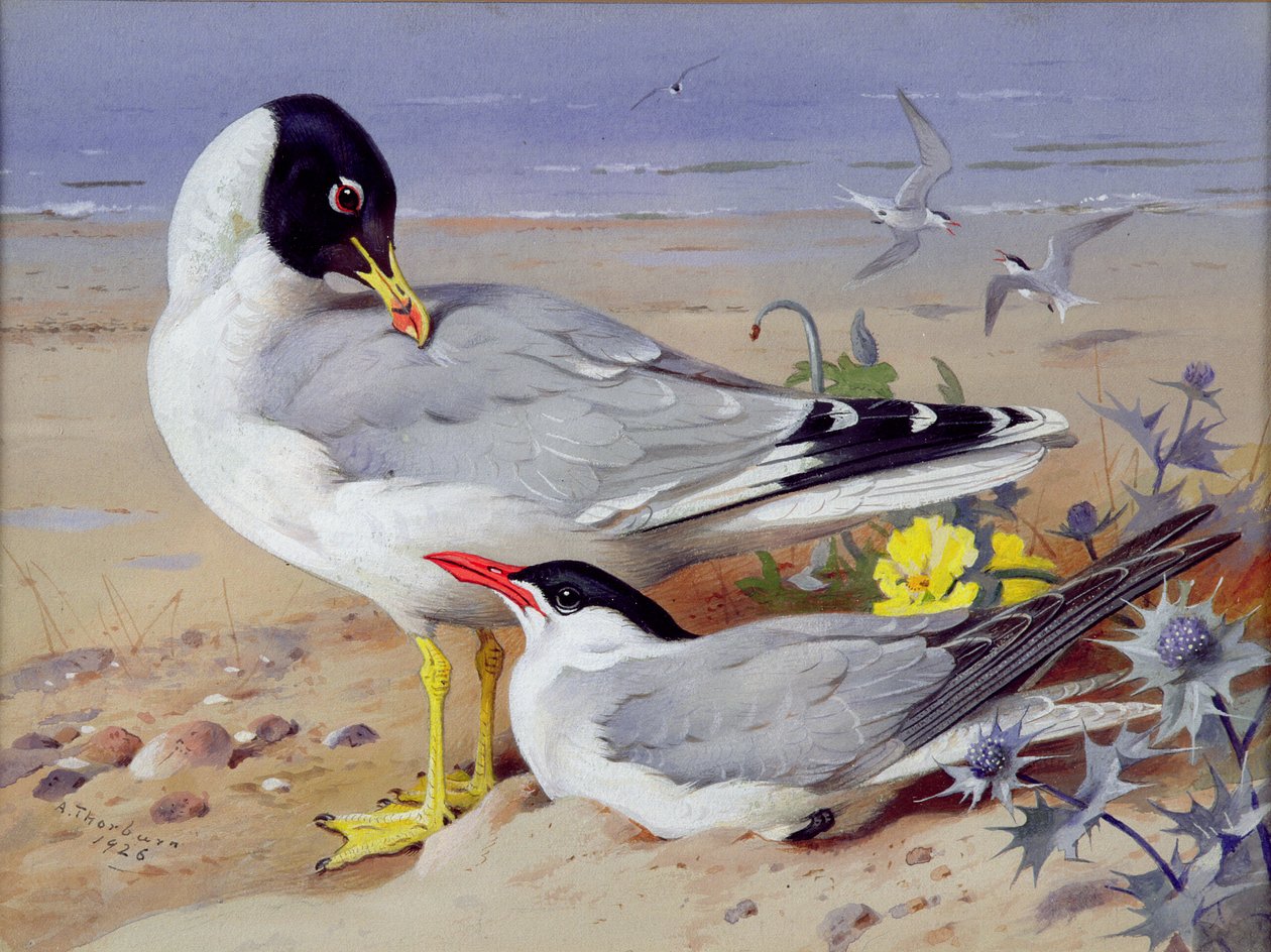 Gaivotas de cabeça preta, (wc no papel) de Archibald Thornburn