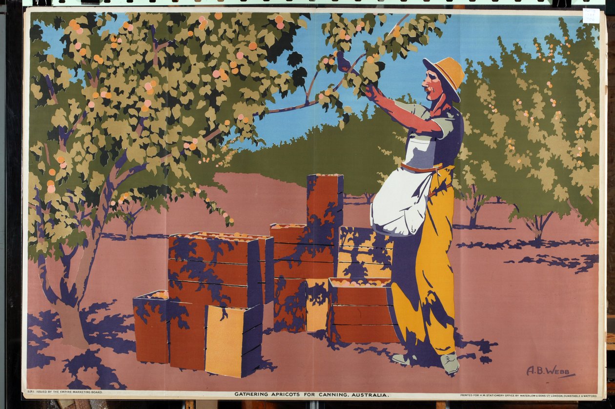 Colheita de alperces para conserva - Austrália (litografia a cores) de Archibald Bertram Webb
