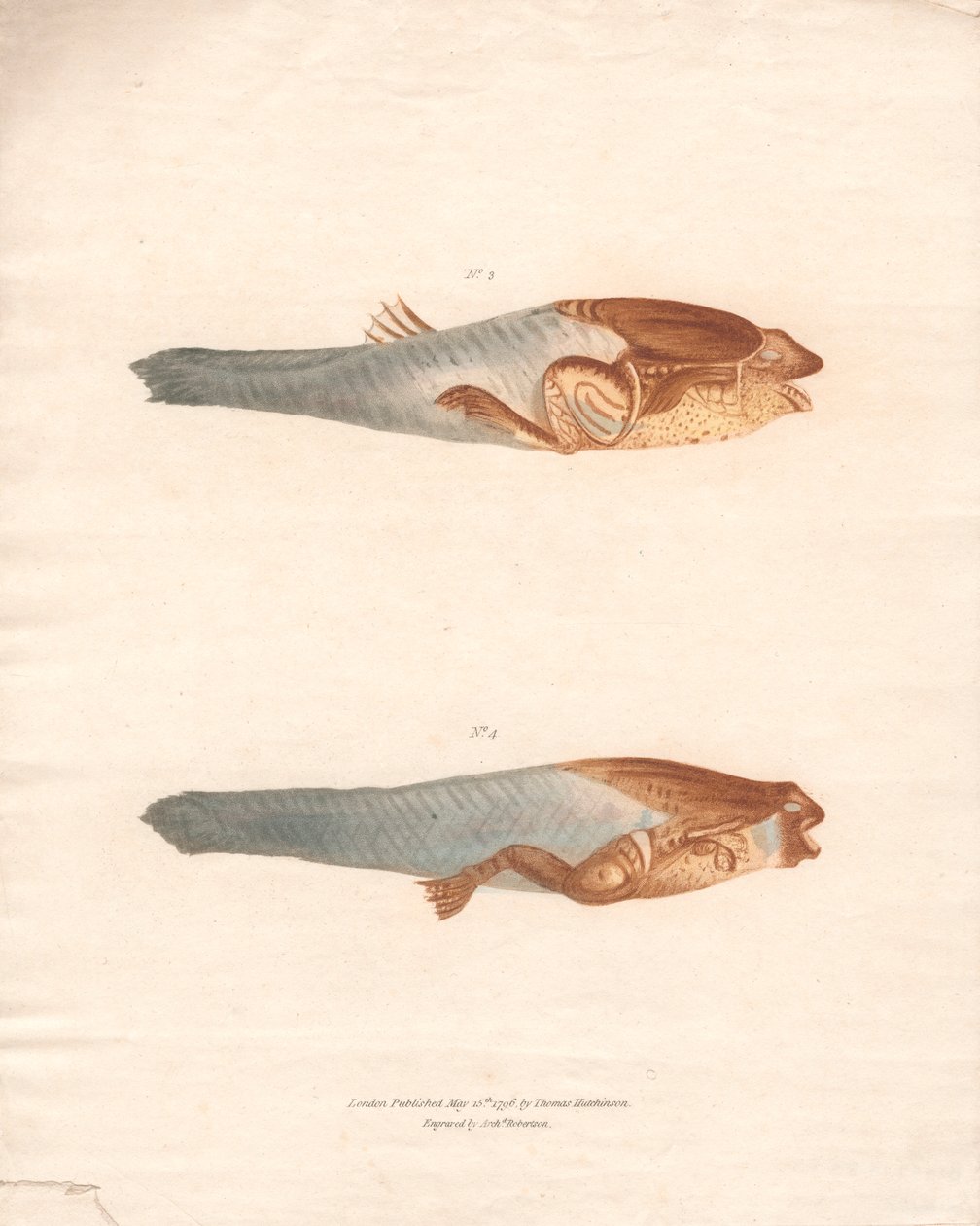 N.º 3 e 4 nas 8 fases de crescimento do Sapo Suriname de Archibald Robertson